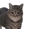 syazomy
