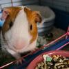 guineapigsarelife_6