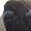 Lazy Bison