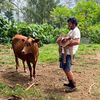 Krishna Cow Sanctuary