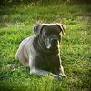 rambling_daisy_mae