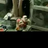 muonhochuts