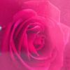 user4441221441425
