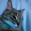 coolcatwithsunnys