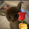 akun_real_cuyy