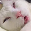 fv.aprlxz
