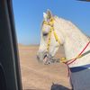 وافـي