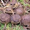 pile_of_frogs