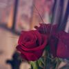rama__sy0
