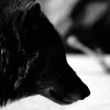 wolf_blackbr