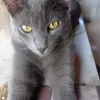 leiasousaneta1