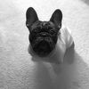 gizmothefrenchiie