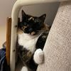 pickles.private
