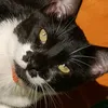 elgatobrus