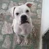 snoopyboxer