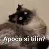 apoco_si_tilin159