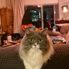 cathdll