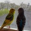 simply_parakeets