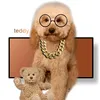 poodle_teddy