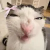 _lol.cats_