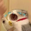 peckaahochust