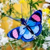 papillon5895