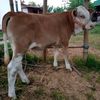 m.ilham129