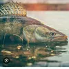 the_fisching_king