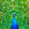 123peacock456