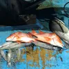 anakjalananmondi