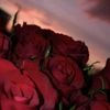 chourouk__2
