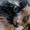 calico_joe