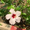 laoshi2929