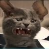 spookats
