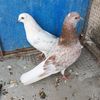 galsarishoqde