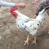 kietpin510