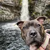 Roo*The staffie*