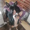lisitsthi4ka_milashka