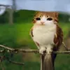 kasjerzdino