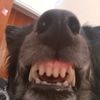 dandan_maddocks0