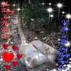 nguyenminhphong5
