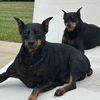 minpins4