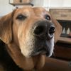 dogs_arebetterthencats