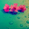 anamwaleed4