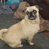 puglovinmom