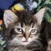 catlerycrewkeeper
