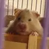 totoro_the_hamster