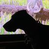 Big Paw Adventures