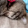 ほんだもか