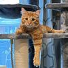 winchestertheorangecat
